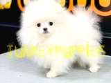 Pomeranian Boo