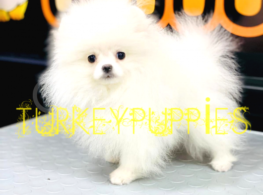 Pomeranian Boo