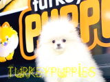 Pomeranian Boo
