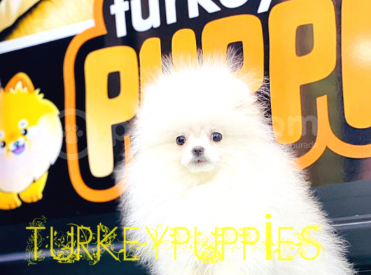 Pomeranian Boo görsel
