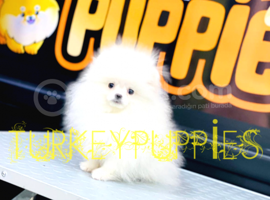 Pomeranian Boo görsel