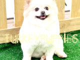 Pomeranian Boo