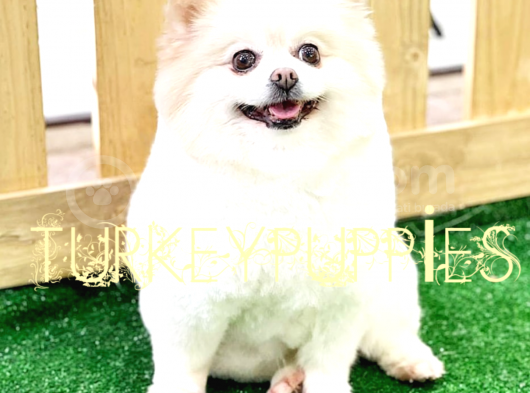 Pomeranian Boo görsel