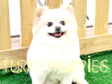 Pomeranian Boo