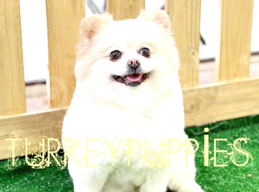Pomeranian Boo