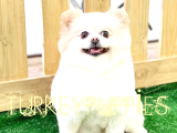 Pomeranian Boo