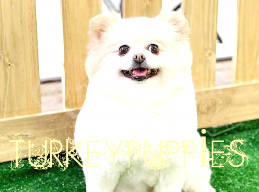 Pomeranian Boo görsel