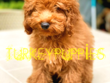 Toy Poodlee