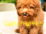Toy Poodlee