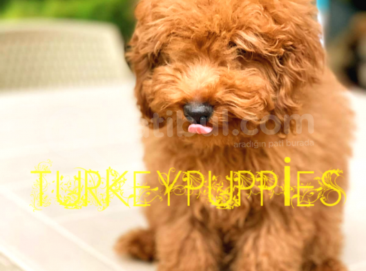 Toy Poodlee görsel