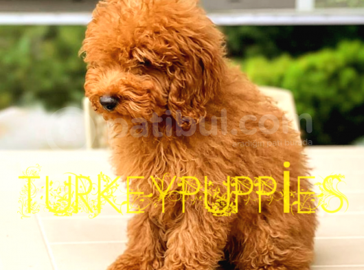 Toy Poodlee görsel