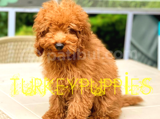 Toy Poodlee görsel