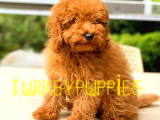 Toy Poodlee