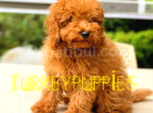 Toy Poodlee görsel