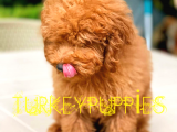 Toy Poodlee