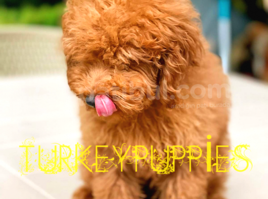 Toy Poodlee görsel
