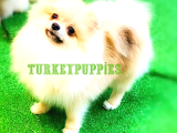 Pomeranian Boo