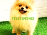 Pomeranian Boo