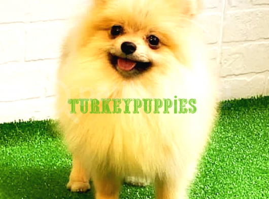 Pomeranian Boo