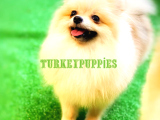 Pomeranian Boo