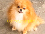 Pomeranian Boo