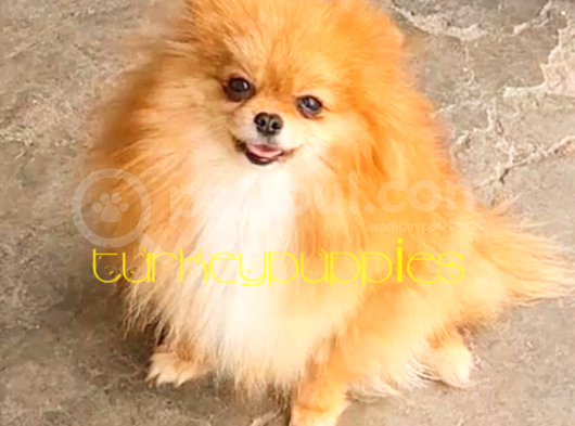 Pomeranian Boo görsel