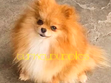 Pomeranian Boo