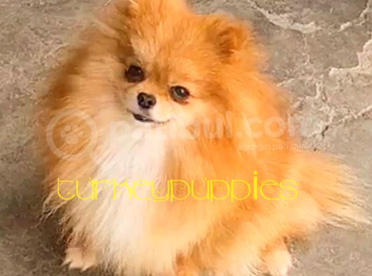 Pomeranian Boo görsel