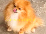 Pomeranian Boo