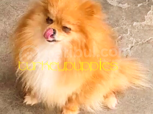 Pomeranian Boo