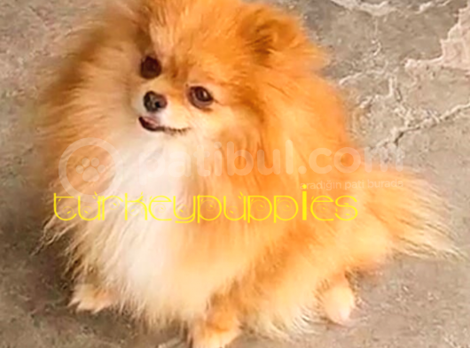 Pomeranian Boo görsel