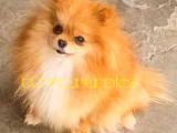 Pomeranian Boo