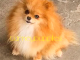 Pomeranian Boo