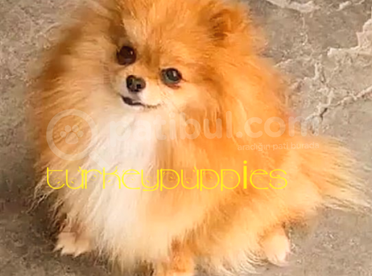 Pomeranian Boo görsel