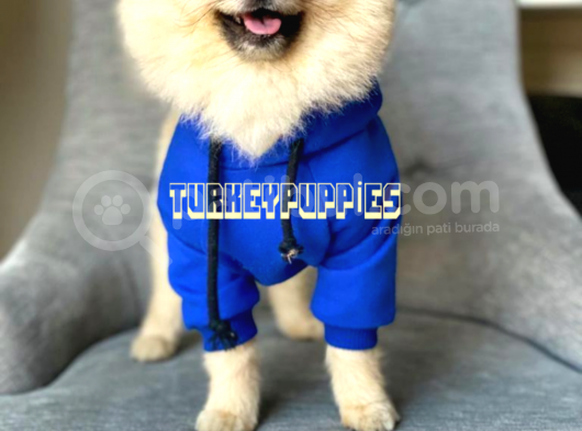 Pomeranian Boo görsel