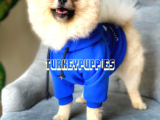 Pomeranian Boo