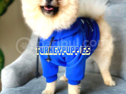 Pomeranian Boo