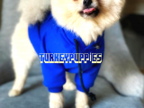 Pomeranian Boo