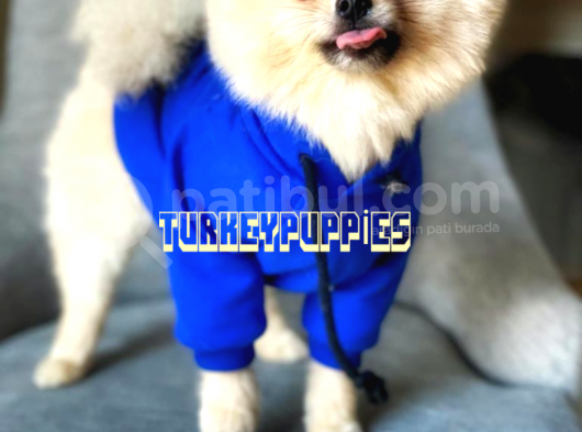 Pomeranian Boo görsel