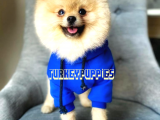 Pomeranian Boo