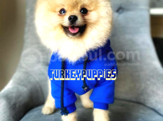 Pomeranian Boo görsel