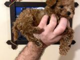İstanbul Minik Mikro Prens Poodle