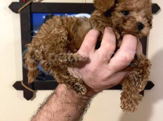 İstanbul Minik Mikro Prens Poodle