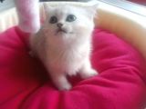 British Shorthair Gold Ve Silver Yavrularım