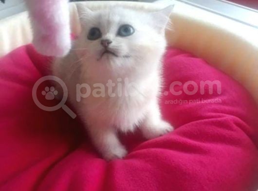 British Shorthair Gold Ve Silver Yavrularım