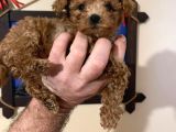 İstanbul Minik Mikro Prens Poodle