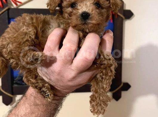 İstanbul Minik Mikro Prens Poodle görsel