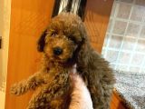 İstanbul Orijinal Red Toy Poodle