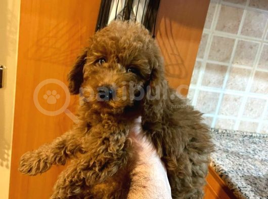 İstanbul Orijinal Red Toy Poodle