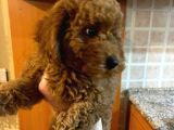 İstanbul Orijinal Red Toy Poodle